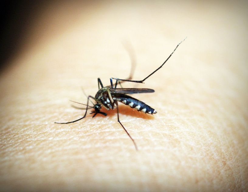 Dengue supera 80 mil casos en Perú: Minsa alerta por baja vacunación y refuerza estrategias sanitarias