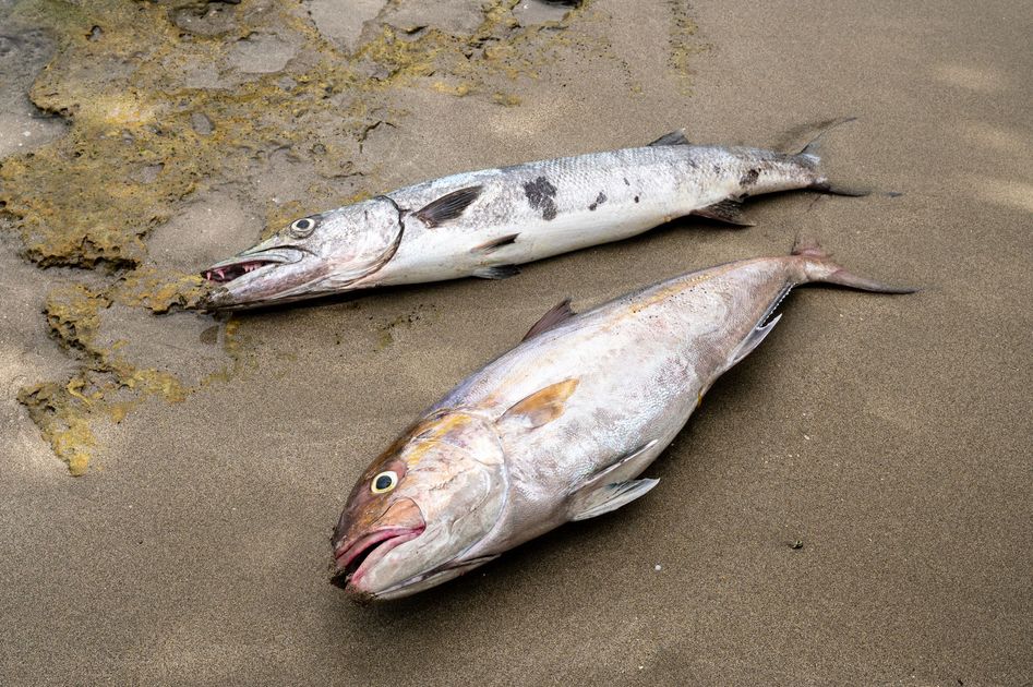 Alerta ambiental se activa en Ica tras hallar peces muertos y posible vertido de material asfáltico en el río Palpa