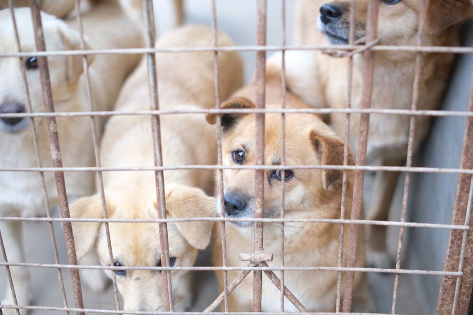 Primax y WUF unen fuerzas para frenar el abandono animal en Perú mediante redes de adopción